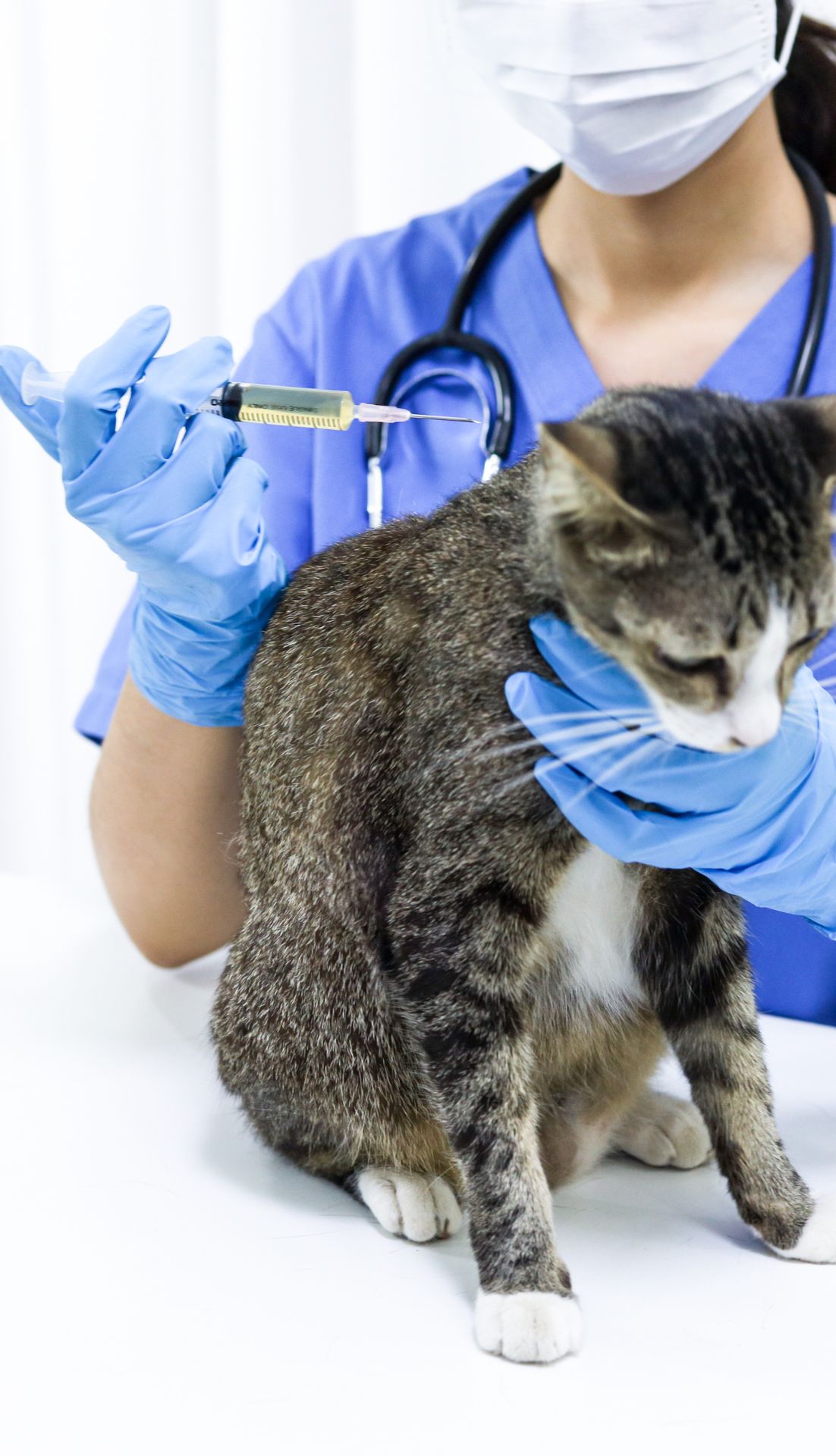 Perro en tratamiento médico